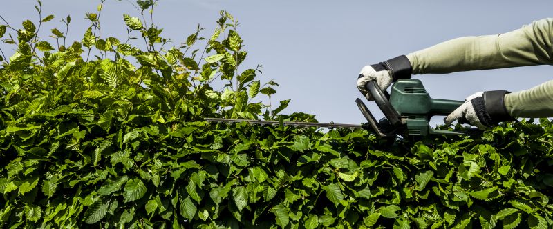 Shrub Branch Removal