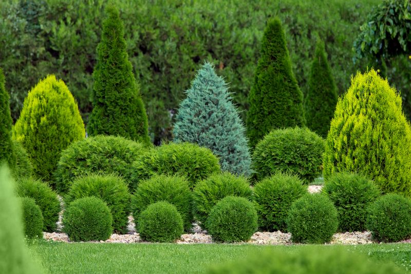 Shrub Reshaping