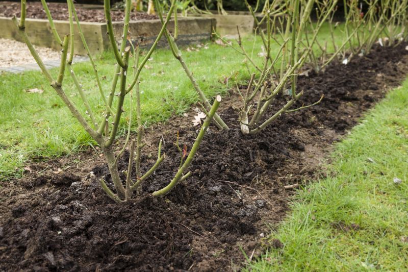 Shrub Stump Removal