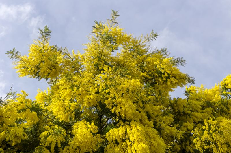 Mimosa Tree Trimming Cost