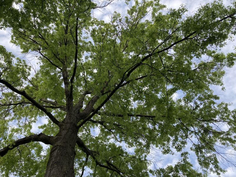 Oak Tree Trimming