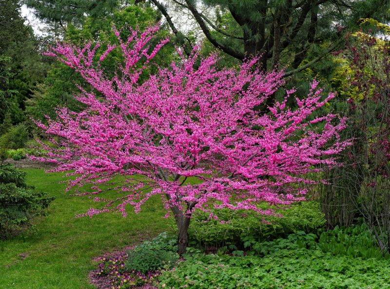 Redbud Tree Trimming Cost