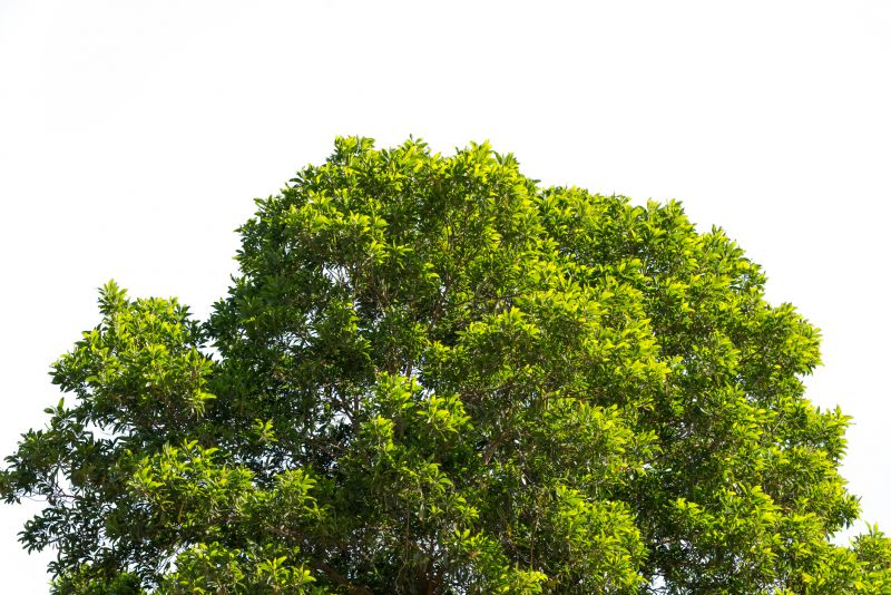 Tree Crown Beautification