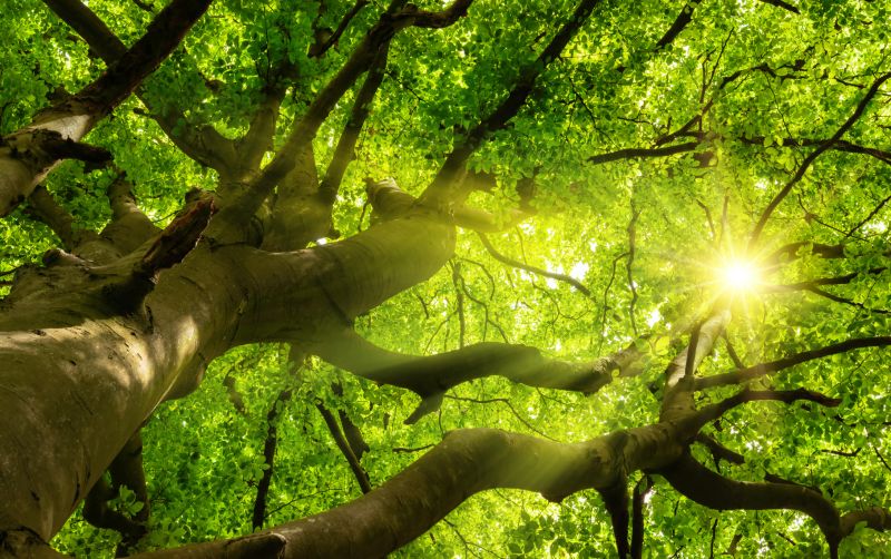 Tree Crown Preservation