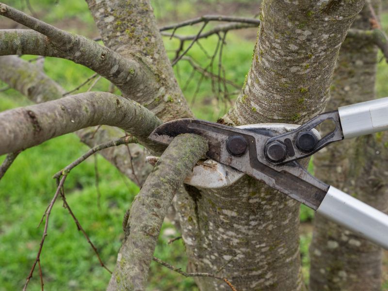 Tree Crown Thinning