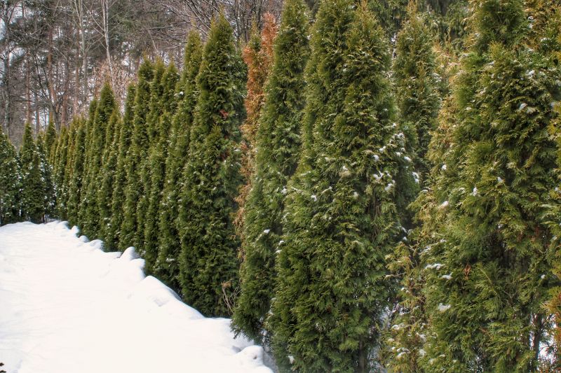 Tree Hedge Trimming