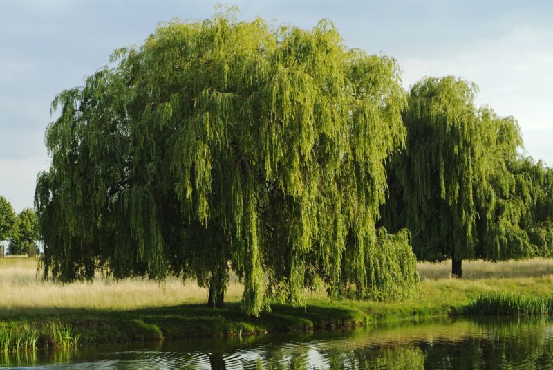 Weeping Willow Tree Trimming Cost