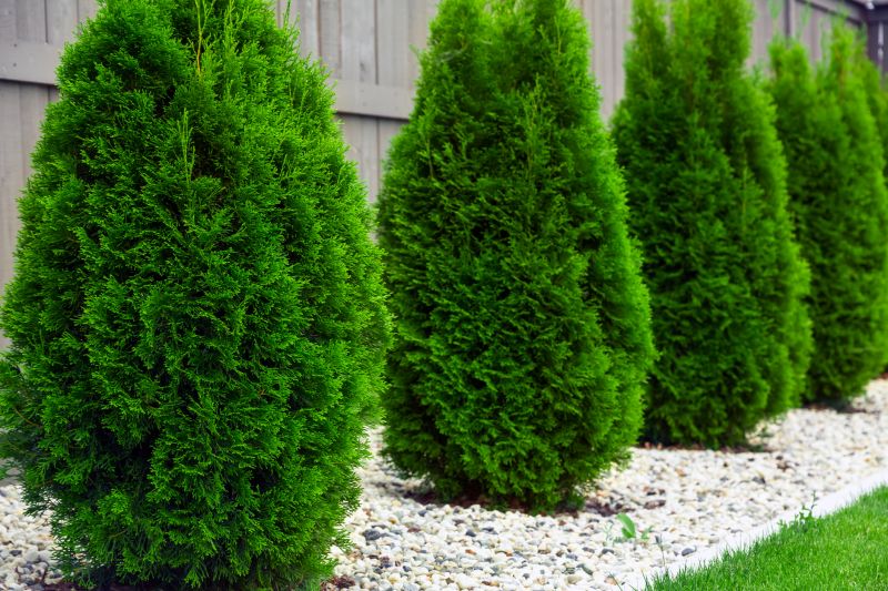 Arborvitae Trimming