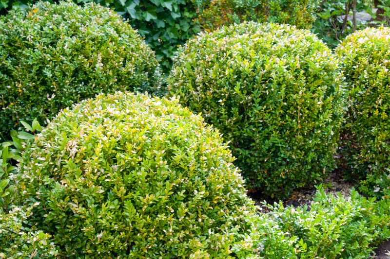 Boxwood Shrub Trimming