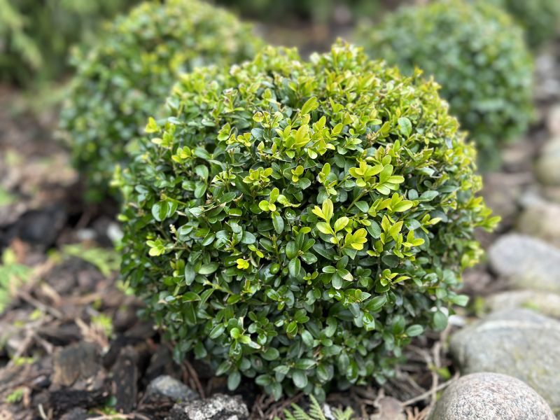 Bush Height Reduction