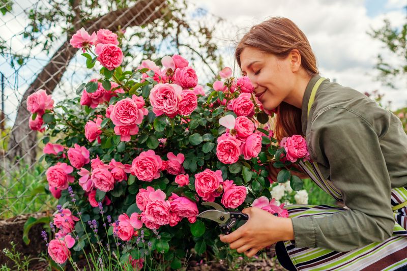 Rose Bush Trimming