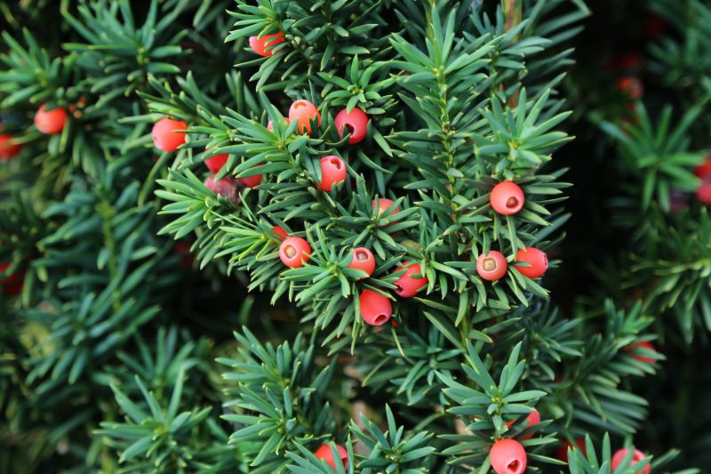 Yew Trimming