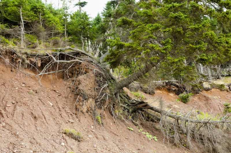 DIY Hillside Landslide Prevention