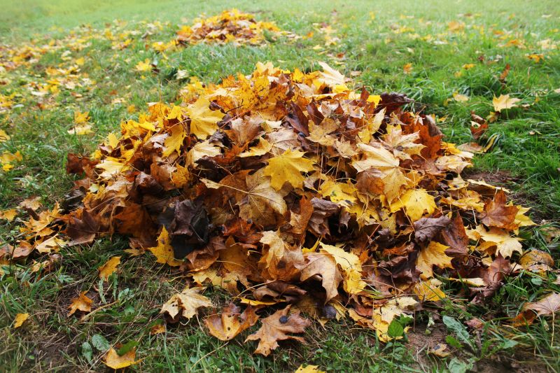 Residential Lawn Cleanup Service