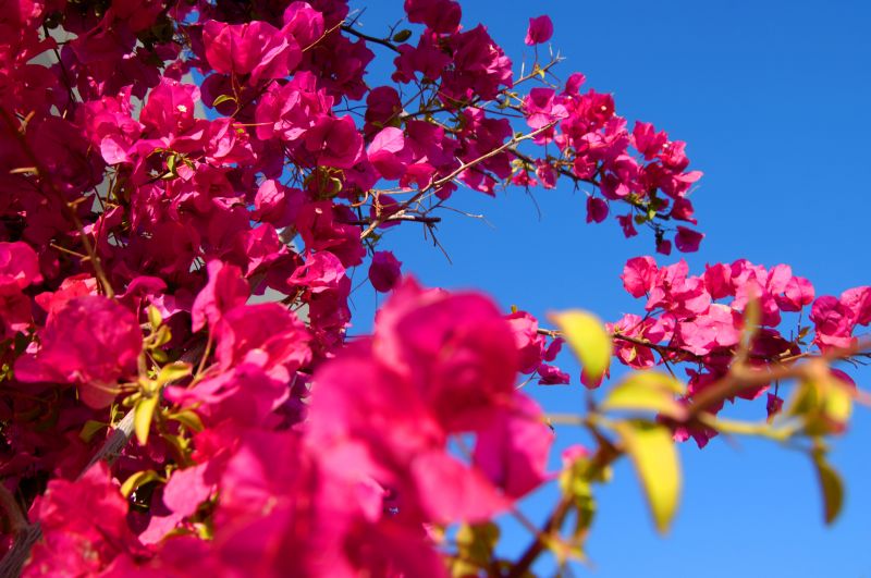 Add Colorful Foliage to Your Outdoor Space!