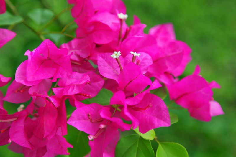 Bougainvillea Planting