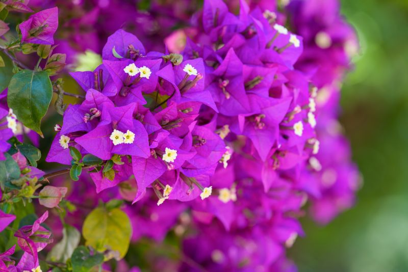 Versatile and Adaptable Bougainvillea Planting!