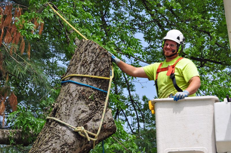 Remove Trees That Could be Dangerous!