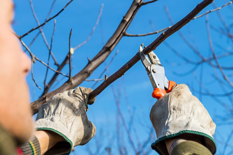 Eliminate Potential Dangers with Tree Pruning!