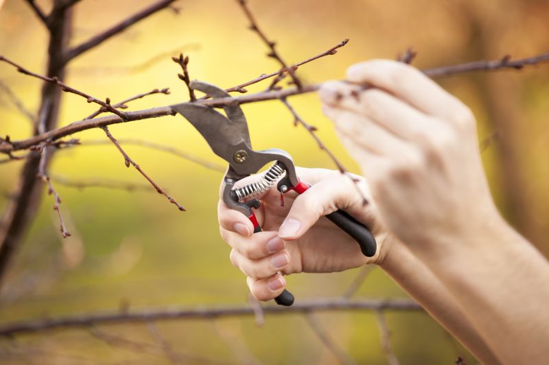 Improve the Appearance of Your Tree with Tree Pruning!