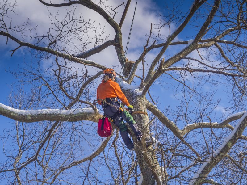 Improve the Structural Integrity of Your Trees!