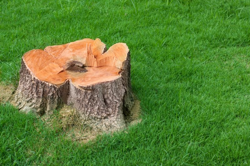 Improve the Usability of the Landscape with Tree Stump Removal!