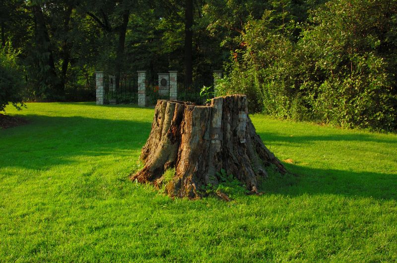 Prevent Pest Infestation and Preserve Landscape Health with Tree Stump Removal!