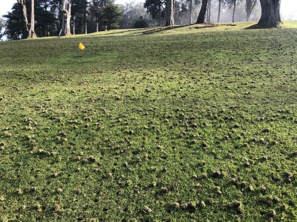 Aeration And Seeding