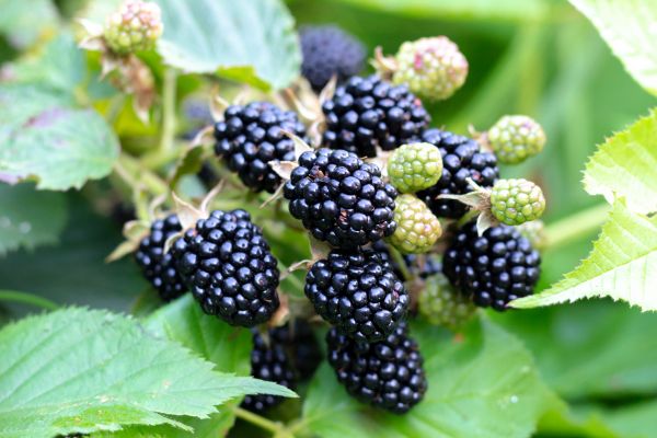 Blackberry Bush Removal
