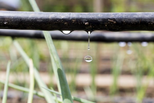 Drip Irrigation System Repair