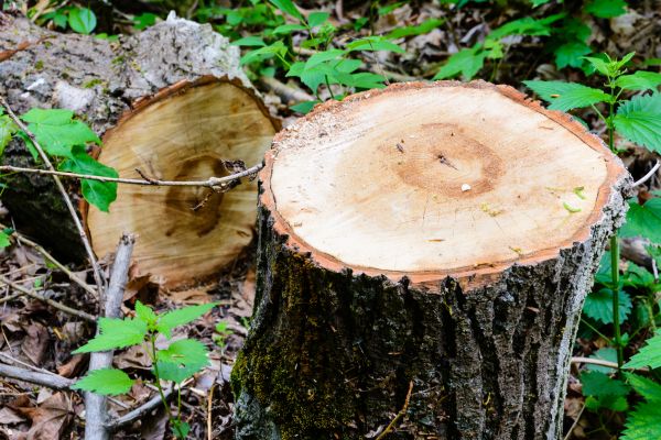 Emergency Tree Service - Emergency Tree Service Bowie, Maryland
