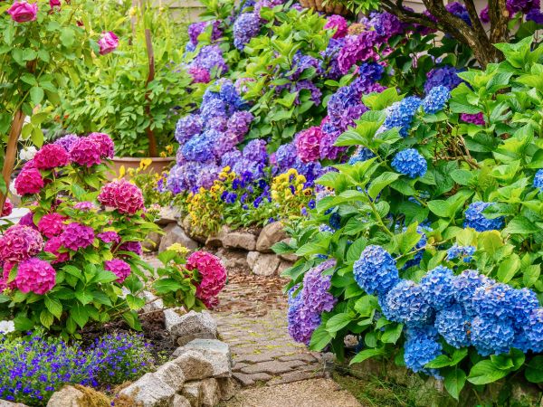 Backyard Gardening