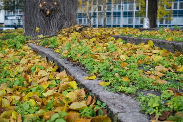 Landscape And Yard Clean Up Service - Landscape And Yard Clean Up Service Racine, Wisconsin
