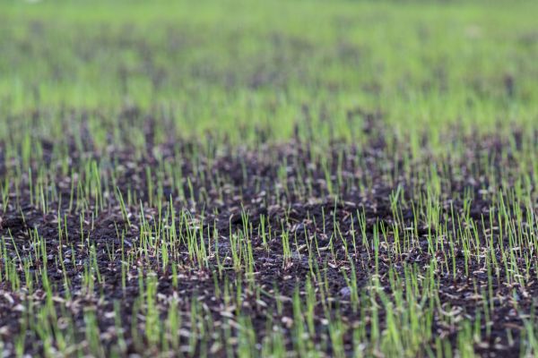 Lawn Seeding - Lawn Seeding Oklahoma City, Oklahoma