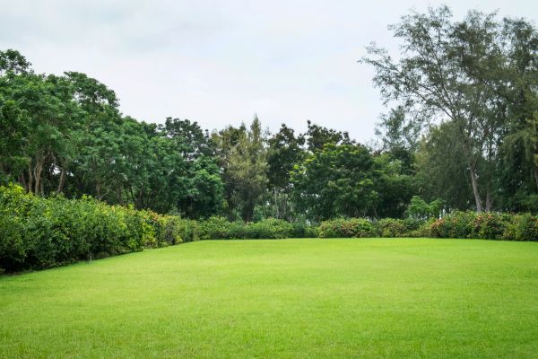 Monthly Yard Maintenance - Monthly Yard Maintenance Austin, Texas