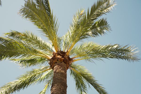 Palm Tree Service - Palm Tree Service Dallas, Texas