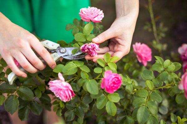 Rose Shaping