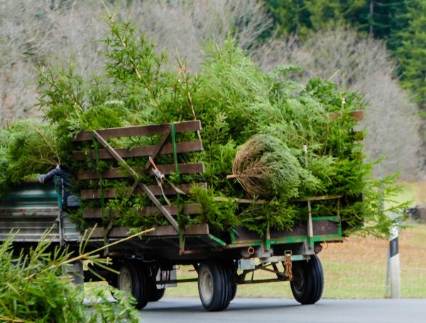 Tree Branch Hauling - Tree Branch Hauling Seattle, Washington