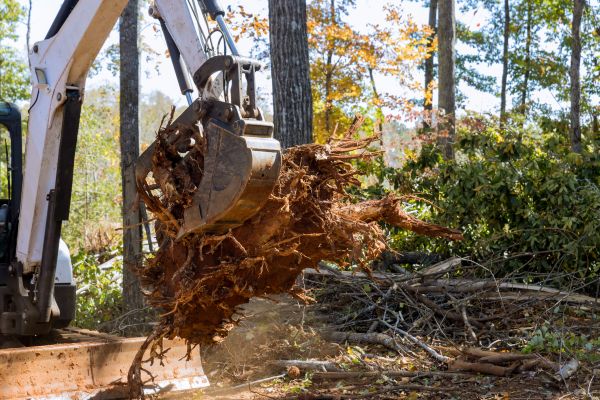 Tree Roots Cutting