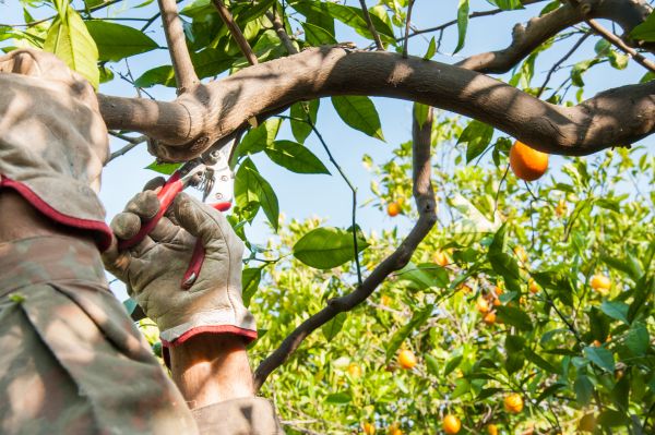 Apple Tree Trimming