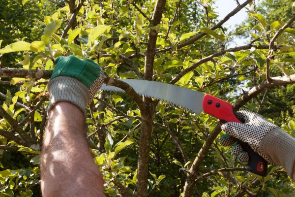 Apricot Tree Trimming