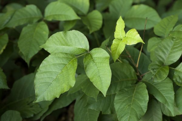 Poison Ivy Extermination