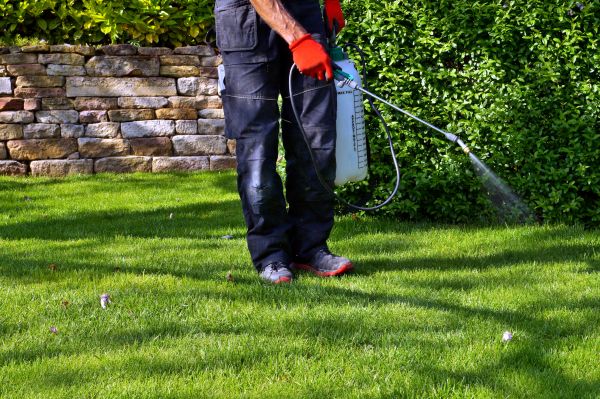 Turf Maintenance