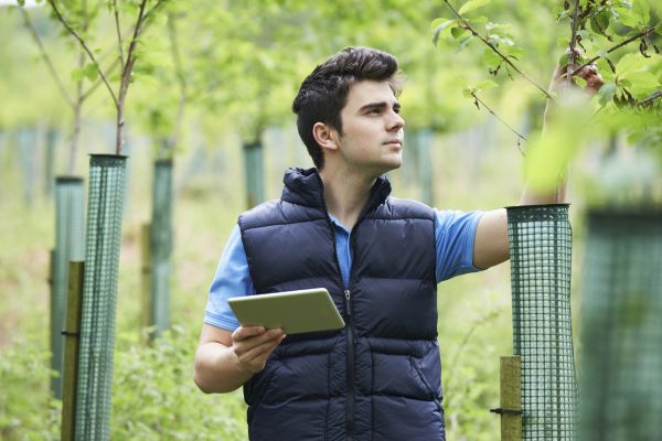 Arborist Service - Arborist Service Morgantown, West Virginia