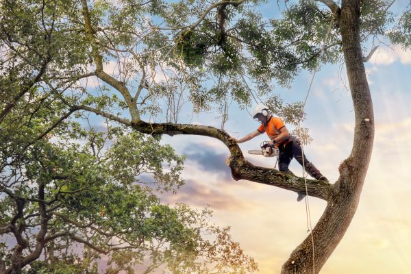 Arborist Service