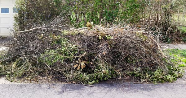 Tree Limb Cleanup - Tree Limb Cleanup Plano, Texas