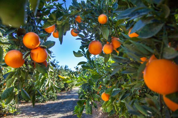 Orchard Management