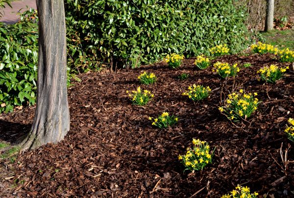 Mulching - Mulching Raleigh, North Carolina