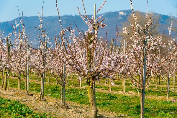 Apricot Tree Pruning
