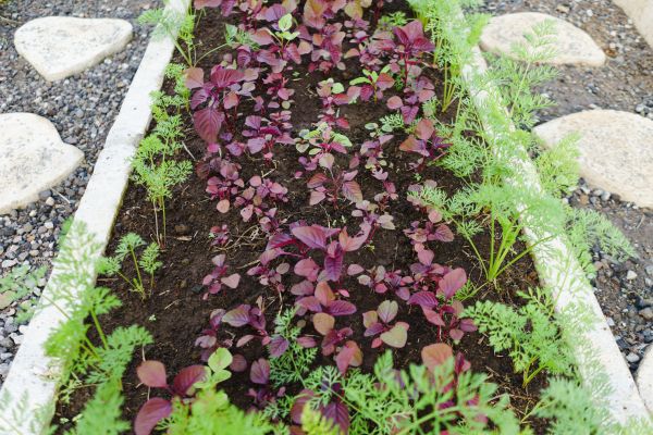 Flower Bed Curbing - Flower Bed Curbing Sanford, Florida